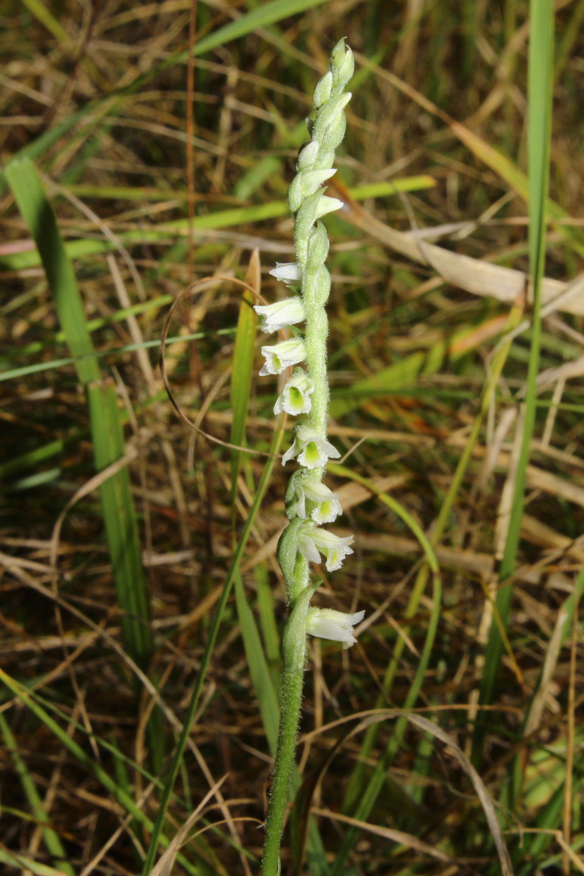Spiranthes spiralis da Genova